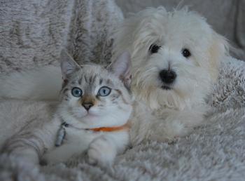 Hund och katt är vanliga husdjur.